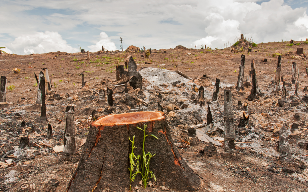 Deforestation In The Name Of Fashion
